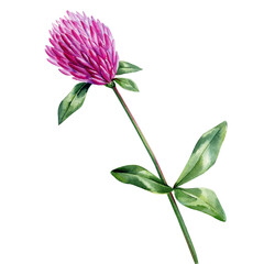 Wildflower watercolor. Floral isolated  for wedding, invitation, greeting cards. Watercolour flower clover