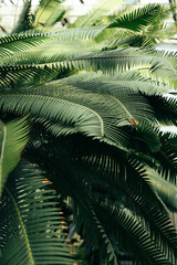 Wall Mural - Palm leaf on a green surface with shadow. abstract green leaf texture, tropical leaf foliage nature dark green background. High quality photo