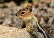 Chipmunk at Ed Z'berg Sugar Pine Point State Park, California