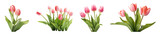 Tulip flowers are set transparent background. Tulips flowers png bundle