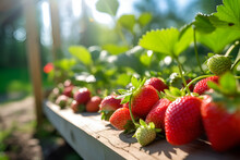 Growing And Harvesting Of Fresh Red Strawberries In Outdoors, Summer Sunny Light. Generative AI