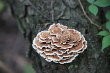 Turkey Tail Mushroom On A Log