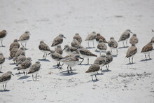 Plover Birds On The Beach Sand