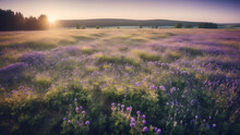 Beautiful Panorama Rural Landscape With Sunrise And Blossoming Meadow. Purple Flowers Flowering On Spring Field, Phacelia
