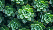 Close Up Of A Green Plant, Succulent With Water Drops, Background, Created Using Generative AI Tools