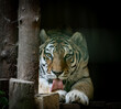 A beautiful yellow tiger licks his paw. tongue, lick, paw. tiger look.