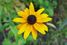 Yellow Rudbeckia Flower Growing On The Ground In The Garden On A Green Background Of Leaves