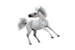 Happy arabian white horse isolated  as png. Stallion with long mane galloping