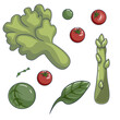 Vector image of a vegetable set and greens for people striving for a healthy lifestyle. EPS 10