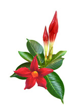 Mandevilla Sanderi Red Flower (Dipladenia Or Brazilian Jasmine) With Buds And Glossy Leaves Isolated On White Background