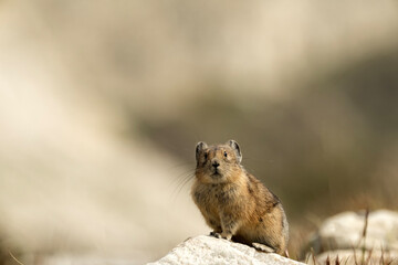 Wall Mural - Pika (Ochotona princeps) in the Snowy Range; Wyoming