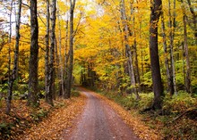 Autumn Landscape - Single Lane, Dirt Country Road Through Forested Countryside, Autumn Leaf Colors And Fallen Leaves Line The Road. Catskill Mountain Region Of New York State. 