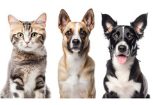 Dogs And A Cat Isolated, Whitout Background Transparent Png Collection