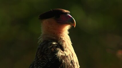 Cinematic footage of an eagle cleaning its feathers in close-up