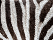 Zebra Fur Pattern Background. Close Up Black And White Zebra Surface Skin Texture Background.