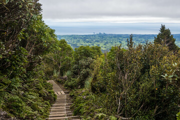  Pouakai track through native forest, Mt. Taranaki, New Zealand. 