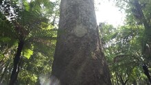 Giant Tree Inside Trounson Kauri Park In New Zealand.