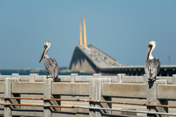 Pelican bird perching on railing in front of Sunshine Skyway Bridge over Tampa Bay in Florida with moving traffic. Concept of transportation infrastructure