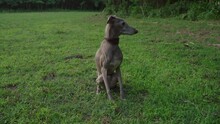 Italian Greyhound Dog Sitting In Green Grass Outdoor