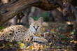 Close young serval cat (Felis serval)