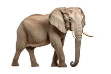 Elephant Isolated On Transparent Background, Side View
