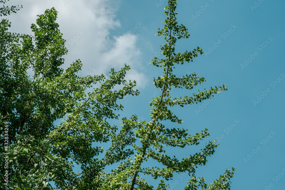 Ginkgo biloba, commonly known as ginkgo or gingko, maidenhair tree. is ...