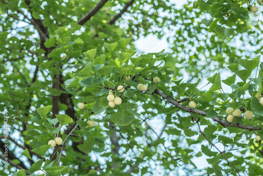Ginkgo biloba, commonly known as ginkgo or gingko, maidenhair tree. is ...
