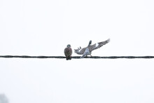 Pigeon Ramier Sous La Pluie