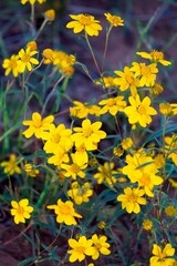  Beautiful yellow wildflowers, Flagstaff, Arizona.