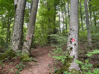 Wall Mural - Walking and hiking trails in the forest park Jankovac or Count's educational trail in Jankovac - Papuk nature park, Croatia (Grofova poučna staza na Jankovcu - Park prirode Papuk, Hrvatska)