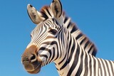 Fototapeta Konie - Close up of zebra in the desert