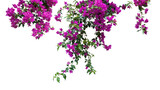 Fototapeta Dziecięca - blooming hanging isolated decorative purple bougainvillea plant twigs 