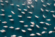 Aerial view of flock of swans