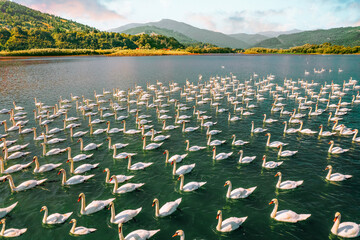 Flock of swans on the lake