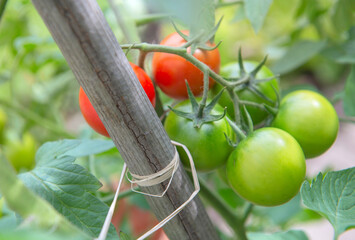 Wall Mural - closeup on red tomatoes ripening in a vegetable garden attached to a guardian in green foliage