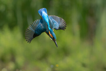 Sticker - Common Kingfisher (Alcedo atthis) flying and diving for fish in the forest in the Netherlands