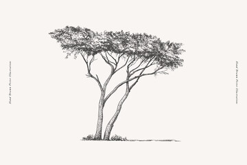 graceful acacia in engraving style. hand-drawn african savannah plant. vintage botanical illustratio