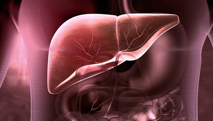 Wall Mural -  Healthy human liver anatomy. 3d illustration.