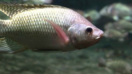 Poster - fish under water surface with reflection, tropical