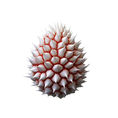 Wall Mural - urchin isolated on white HD transparent background PNG Stock Photographic Image