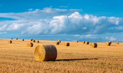 Wall Mural - Harvesting Straw Bales in Field Landscape under Blue Sky with stormy clouds in Summer