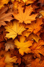 Autumn Leaves Background. Seasonal Fall Leaves Backdrop. Autumnal Natural Wallpaper. Orange Maple Leaves. Photo Realistic Combosition.