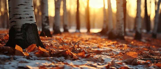 Wall Mural - autumn forest 