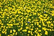 Field of bright yellow daisies with a few random blossoms in blue and white horizontal natural background texture