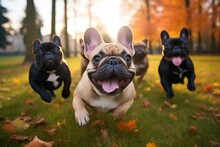 Cute Playful Funny French Bulldog Dogs Running In A Group And Playing On On The Grass In The Park In Autum
