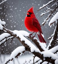 A Cardinal Sitting On A Branch In The Snow, A Red Bird, A Bird In The Snow 
