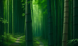 Fototapeta Sypialnia - Bamboo forest morning view. Bamboo Bliss, an art piece capturing the tranquil beauty of a bamboo forest. a lush bamboo forest with rays of sunlight filtering through the dense foliage. 