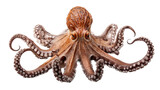 Fototapeta Do akwarium - a common octopus (Octopus vulgaris) in an Aquatic and Nature-themed, photorealistic illustration in a transparent PNG, cutout, and isolated. Generative AI