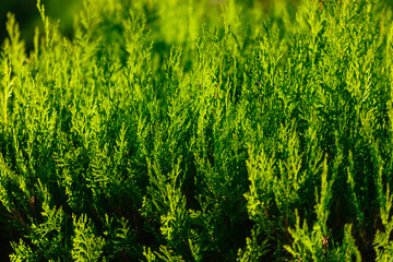 Wall Mural - Green branches of coniferous plant Thuja. Background