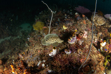 Wall Mural - Humpback grouper on the seabed in Raja Ampat. Cromileptes altivelis during the dive. Barramundi is swimming near the coral. White fish with black spots is hiding among the corals. 